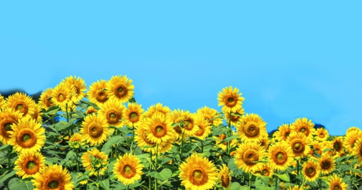 ヒマワリについて