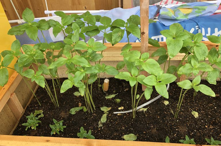 ヒマワリについて